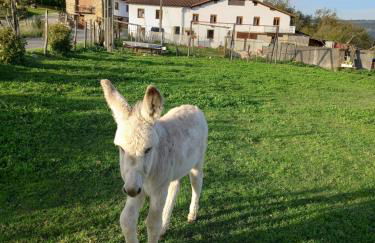Agroturismo Pagoederraga - Foto 4