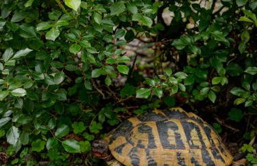 Merangardenvilla adults only - Foto 37