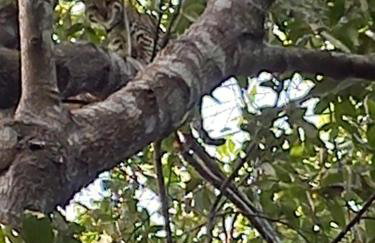 Barco Casa Pantanal Toca da Onça - Photo 26