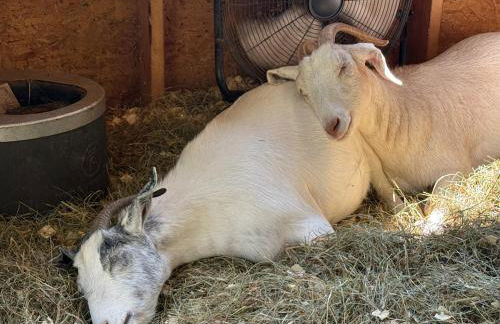 Catskills Aframe, Water View, Goat Sanctuary - Foto 79