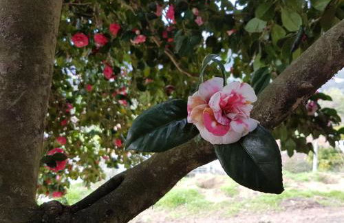 Casa de Campo - Cinfães do Douro - Photo 14