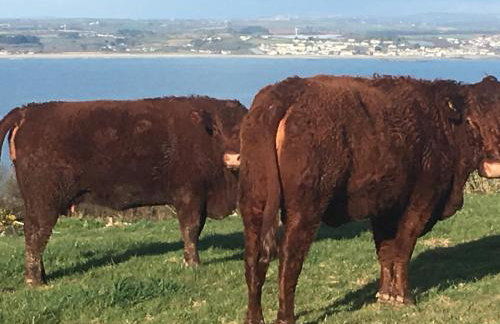 The Studio Trewarveneth Manor Farm TR185NF - Photo 18