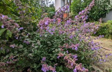 FeWo Am Lewerberg - Photo 1