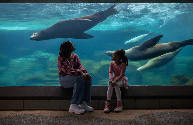 Billet pour l'Aquarium of The Pacific - Photo 6