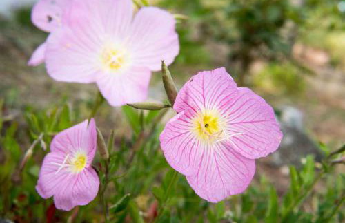 Michalos Apartments - Foto 22