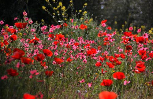 Cortijo El Álamo - Foto 40