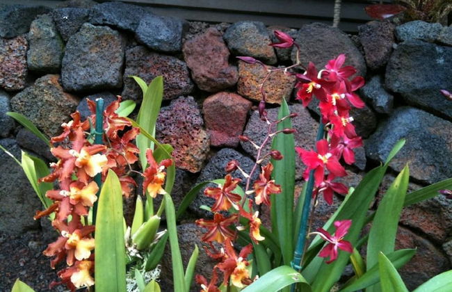 Volcano Rainforest Lodge - Foto 59