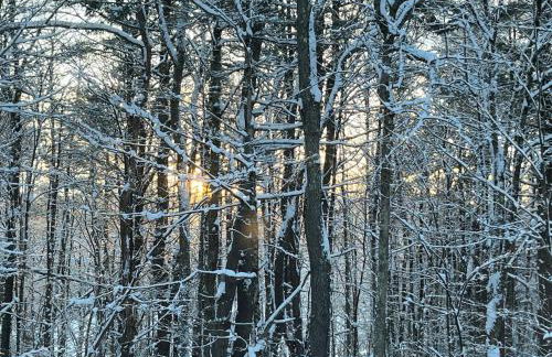 The Owl & Firefly - A Cabin for Families - Foto 40