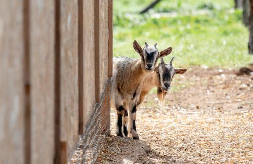 MASSERIA SCALEDDA - Foto 18