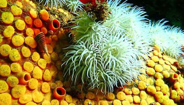 Tongoy Beginners Scuba Diving - Photo 5, Admire a colourful underwater world