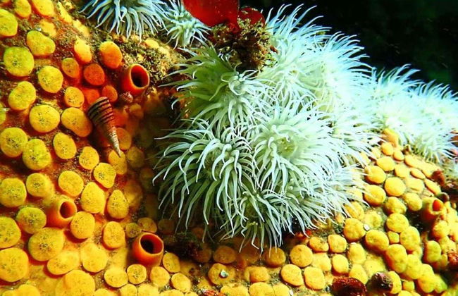 Tongoy Beginners Scuba Diving - Photo 5