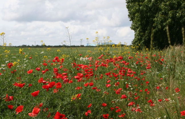 Strandhus Baabe Haus 3 - Photo 17