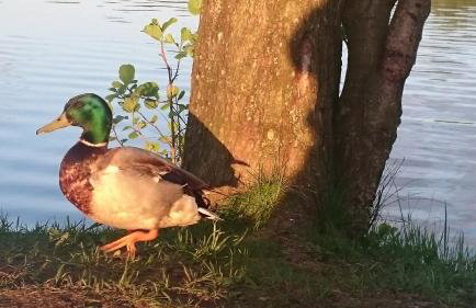 Dom Nad Jeziorem Staw - Foto 27