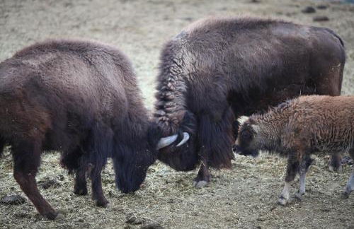 Grand Canyon Western Ranch - Foto 68