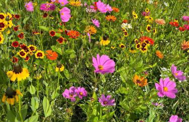 The Sunflower - Foto 14