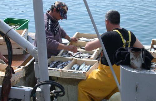 Ligurisches Rustico, umgeben von Olivenhainen am Dorfrand - Foto 30