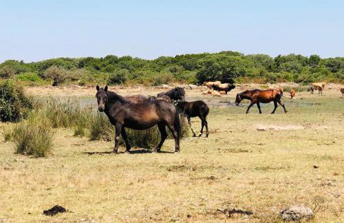Villa Isola Bella - Vintage - Foto 47