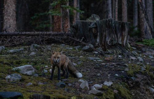 Mountain View Family Cabin, Pet Friendly and Hot Tub - Foto 13