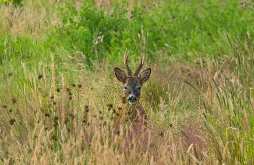 Waterloo Farm Shepherds Hut Glamping with Sun Lounge - Foto 15