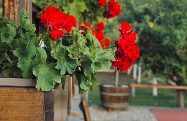 ΛΩΤΟΣ - Photo 26