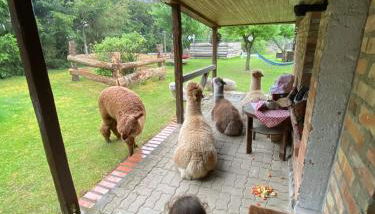 Alpakatherapie und Ferienhof Charlottenthal - Foto 5