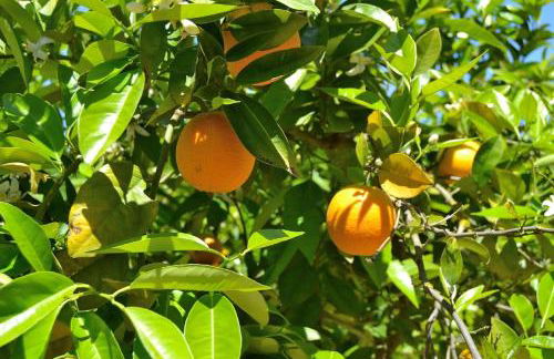 128 Finca Son Rossinyol ETV10657 by Mallorca Charme - Foto 24