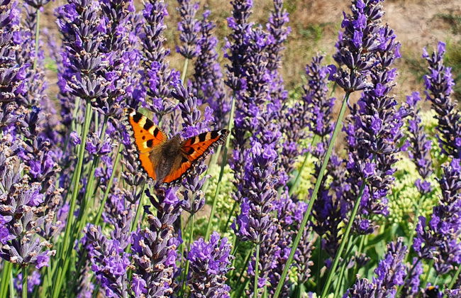 2 bedroom House in Smołdzino with garden and terrace - Foto 24