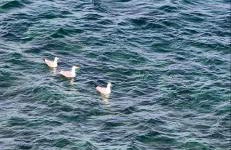 Almyra seaside - Foto 30