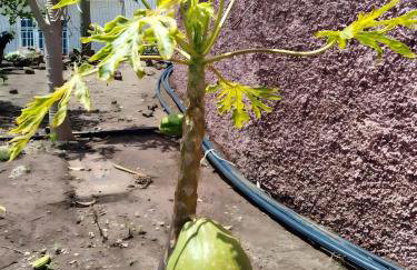 Paraiso Madeira - Suites - Foto 20