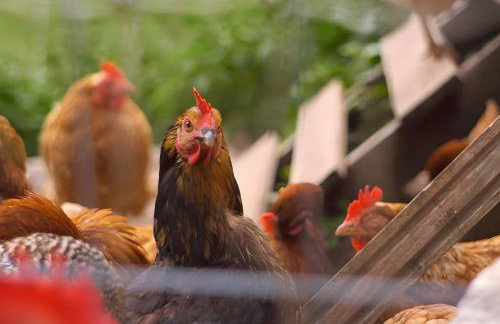 Altvogtshof - Photo 18