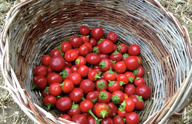 Belvilla by OYO Casaletto Graffi - Foto 39