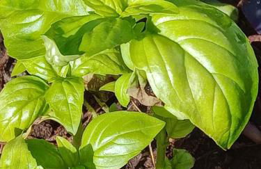 Casa Carlota - Foto 25