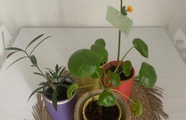 Studio vert idéalement situé gare cœur de ville et accès direct bus futuroscope - Foto 2