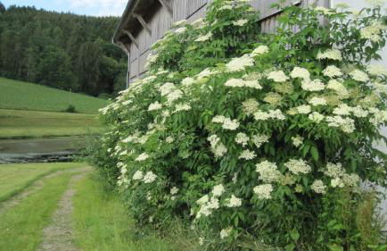 Gschwandnerhof - Foto 31