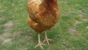 Le Logis Du Prieure - Photo 5