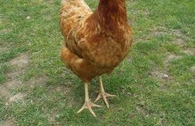 Le Logis Du Prieure - Photo 5