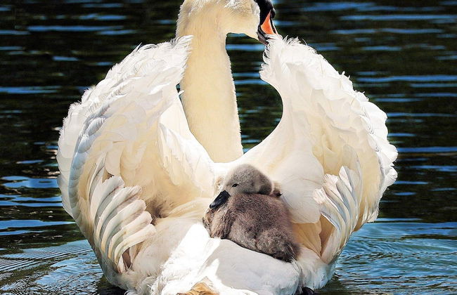 3 Person Holiday Home in Henan-by Traum - Foto 25