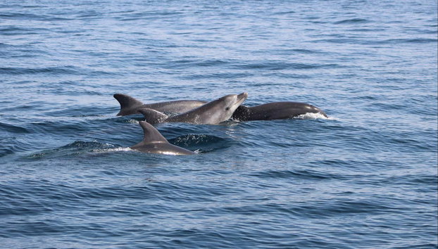 Avvistamento di delfini a Lagos - Foto 3, Delfini dal naso a bottiglia