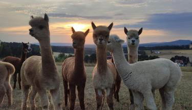 Ferienwohnung AlpakasvomWeissenstein - Foto 2