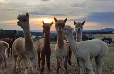 Ferienwohnung AlpakasvomWeissenstein - Foto 2