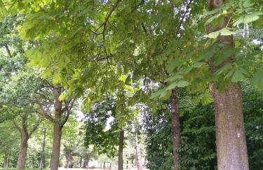 Appartementhaus Kastanie - Foto 52