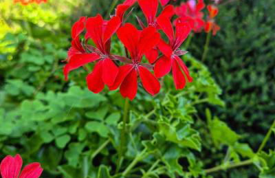 Tenuta Aronne - Foto 45