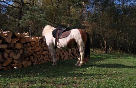 Leśna Kopuła - Foto 33