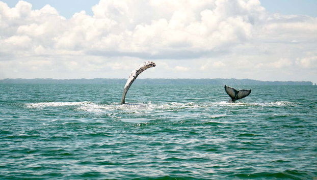 Whale Watching from Cali - Photo 5, Whale fins