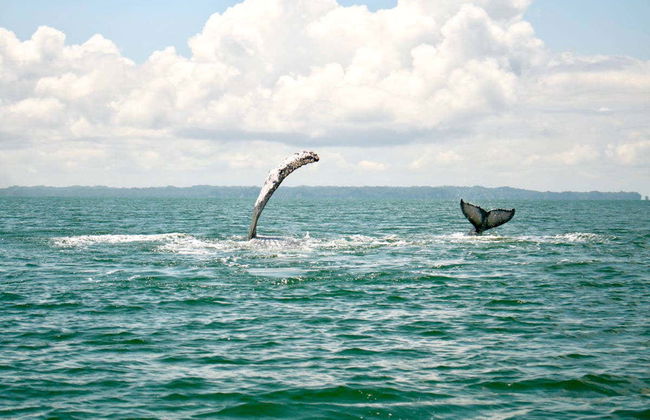 Whale Watching from Cali - Photo 5