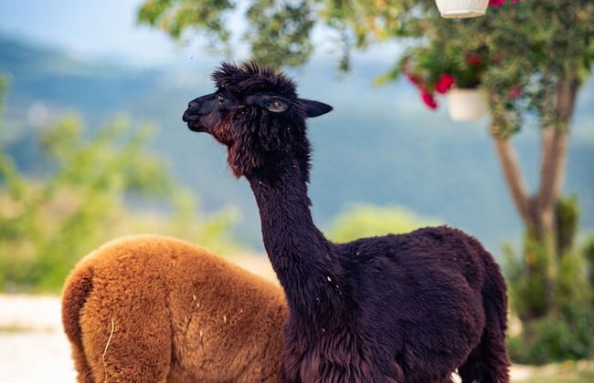 Agriturismo Il Beccafico Alpaca - Foto 17