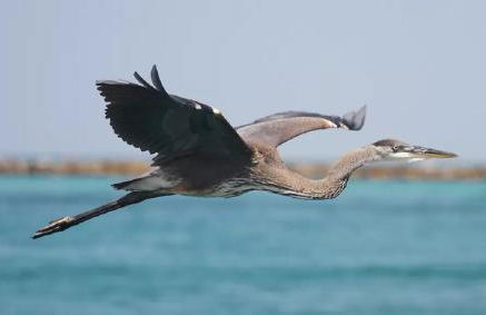 Beach Dream - Foto 50