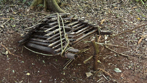 Armadilha aborígene