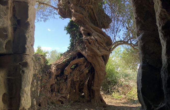 Le Case di Don Peppino - Foto 20