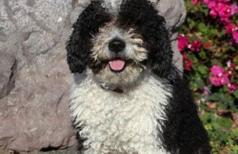 Villa Danko - Foto 5